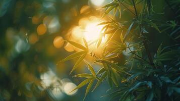 Sunlight Filtering Through Bush Leaves photo