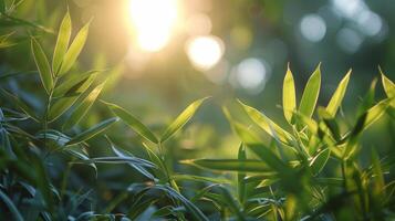 Sunlight Filtering Through Bush Leaves photo