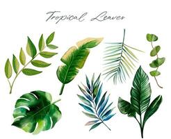 conjunto de tropical hojas. acuarela exótico hojas. palma hojas. mano dibujado floral recopilación. vector