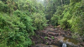 suave voar através verde tropical floresta tropical dentro tailândia. video