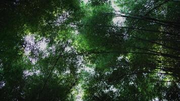 Camera movement from top to bottom of bamboo forest in Surabaya city during the day. video