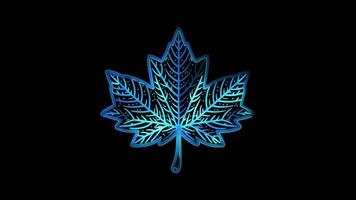 Neon frame effect maple leaf, glow, black background. video