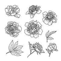 illustration of flowers in doodle handdraw style. vector