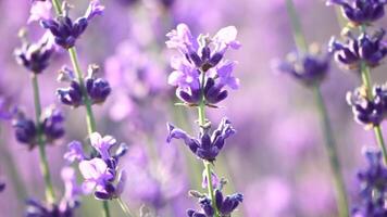 Lavender fields with fragrant purple flowers bloom at sunset. Lush lavender bushes in endless rows. Organic Lavender Oil Production in Europe. Garden aromatherapy. Slow motion, close up video