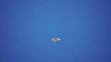 prédateur faucon oiseau planant dans air, chasse pour nourriture sur sol. planant faucon ou faucon gelé dans le air au dessus le sol, prêt à se ruer vers le bas pour proie. lent mouvement video