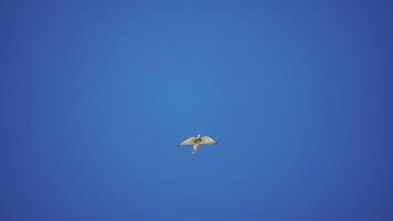 Predator falcon bird hovering in air, hunting for food on ground. Soaring falcon or hawk froze in the air above the ground, ready to rush down for prey. Slow motion video