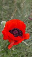 un' rosso papavero fiore con un' buio centro. scarlatto papaveri fiori con selettivo messa a fuoco. rosso papaveri nel morbido luce. radura di rosso papaveri. morbido messa a fuoco sfocatura. papaver sp. verticale video