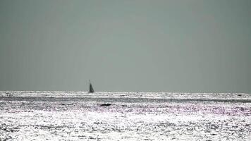 navegación Embarcacion lujo yate con blanco paño en el mar en el noche luz de sol. velero lujo verano aventura, activo vacaciones. video