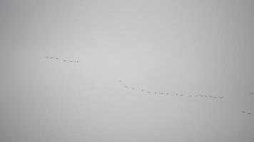 Cormorants flock flying in formation to save energy. Flock of Great Cormorants - Phalacrocorax carbo. School of black migratory birds flies in cloudy sky over the sea along the coast. Slow motion. video