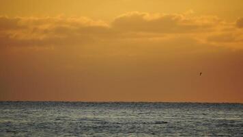 ein Herde von Möwen fliegen Angeln und Delfine schwimmen im das Meer. warm Sonnenuntergang Himmel Über das Ozean. Silhouetten von Möwen fliegend im schleppend Bewegung mit das Meer im das Hintergrund beim Sonnenuntergang. Abend. niemand. video