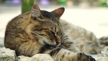 A cute happy grey tabby kitten lies and rests on the floor of the park in the rays of sunlight, looks at the camera, wiggles its ears and enjoys the morning sun. video