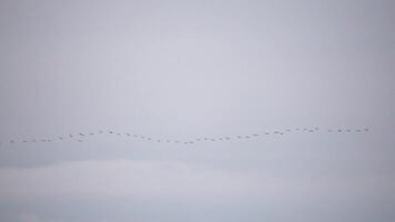 Cormorants flock flying in formation to save energy. Flock of Great Cormorants - Phalacrocorax carbo. School of black migratory birds flies in cloudy sky over the sea along the coast. Slow motion video