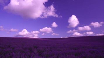 lavanda i campi con fragrante viola fiori fioritura a tramonto. lussureggiante lavanda cespugli nel infinito righe. biologico lavanda olio produzione nel Europa. giardino aromaterapia. lento movimento, vicino su video