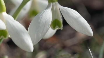 gotas de neve, flor, Primavera. branco snowdrops flor dentro jardim, cedo primavera, sinalização fim do inverno. video