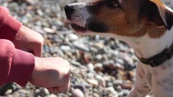 Cute senior Fox Terrier puppy fetching a stick on the beach. Handsome man and his dog playing fetch at the beach on sunset. Slow motion video