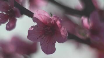 un cerca arriba de un rosado flor melocotón árbol primavera floración. suave atención video