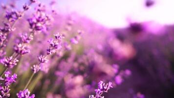 Lavender fields with fragrant purple flowers bloom at sunset. Lush lavender bushes in endless rows. Organic Lavender Oil Production in Europe. Garden aromatherapy. Slow motion, close up video