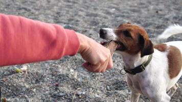 Cute senior Fox Terrier puppy fetching a stick on the beach. Handsome man and his dog playing fetch at the beach on sunset. Slow motion video