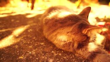 A cute happy grey tabby kitten lies and rests on the floor of the autumn park in the rays of sunlight, looks at the camera, wiggles its ears and enjoys the morning sun. video