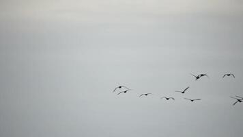 Cormorants flock flying in formation to save energy. Flock of Great Cormorants - Phalacrocorax carbo. School of black migratory birds flies in cloudy sky over the sea along the coast. Slow motion. video