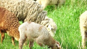 Flock of sheep grazing in a verdant green summer field. Few black, brown and white sheep are eating grass in a meadow. woolly lambs roam together, animals produced for meat. Rural village farming video