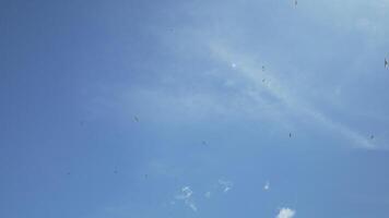 Seagull flying in summer sky. A flock of the seagull birds flies under a blue sky, over the sea along the rocky coast. Freedom concept. Nobody. Freedom concept. video