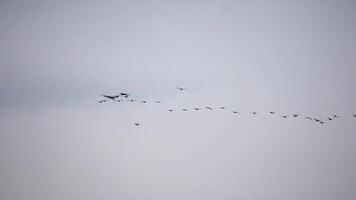 Cormorants flock flying in formation to save energy. Flock of Great Cormorants - Phalacrocorax carbo. School of black migratory birds flies in cloudy sky over the sea along the coast. Slow motion video