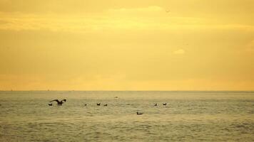 un rebaño de gaviotas mosca pescar y delfines nadar en el mar. calentar puesta de sol cielo terminado el océano. siluetas de gaviotas volador en lento movimiento con el mar en el antecedentes a puesta de sol. noche. nadie. video