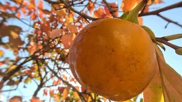 reif Kakis schmücken Baum Geäst. Kakis hängen von Baum Geäst mit beschwingt Blätter im Herbstgeküsst Garten, präsentieren Natur saisonal Übergang. organisch Landwirtschaft Produktion. Öko Landwirtschaft video