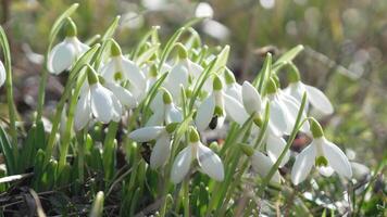bi pollinerar snödroppe under tidigt vår i skog. snödroppar, blomma, vår. honung bi, apis mellifera besöker först snödroppar på tidigt vår, signal- slutet av vinter. långsam rörelse, stänga upp video
