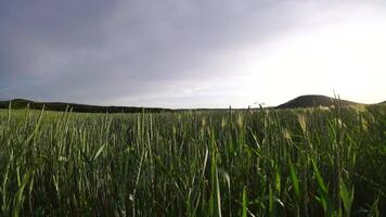 Sonnenuntergang Weizen Feld. Grün Weizen Sprossen auf ein Feld im das Strahlen von Sonnenuntergang, mit jung schießt beim Frühling. Konzept von Weizen Landwirtschaft, Landwirtschaft und organisch Öko-Bio Essen Produktion video