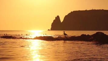 Sea birds silhouette at sunset. Flock of cormorants, Phalacrocorax carbo sit on the rocks before sunset. Flock of seabirds, cormorants, seagulls, close up sitting on a cliff top at sunset, slow motion video