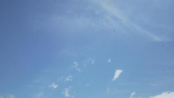 Seagull flying in summer sky. A flock of the seagull birds flies under a blue sky, over the sea along the rocky coast. Freedom concept. Nobody. Freedom concept. video