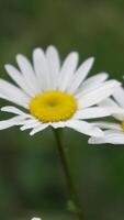 kamille. wit madeliefje bloemen in een zomer veld- Bij zonsondergang. silhouet van bloeiend kamille bloemen. dichtbij omhoog langzaam beweging. natuur, bloemen, lente, biologie, fauna concept. verticaal video