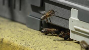 Bees, pollen, hive - Close-up view of bees with colorful pollen on legs near beehive entrance, 240 fps slow motion, pollination process in nature. Apis mellifera video