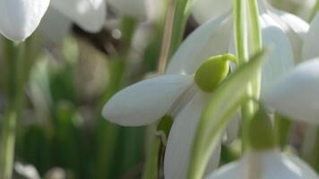 Biene bestäubt Schneeglöckchen während früh Frühling im Wald. Schneeglöckchen, Blume, Frühling. Honig Biene, apis mellifera Besuch zuerst Schneeglöckchen auf früh Frühling, Signalisierung Ende von Winter. schleppend Bewegung, schließen oben video