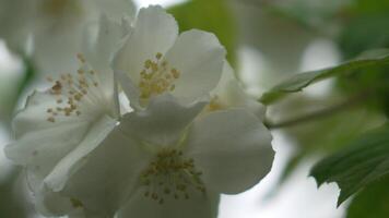 A white jasmine flower with yellow centers is on a green leaf. Blooming fragrant Jasminum sp. daylight, garden setting, symbolizes beauty and tranquility. video