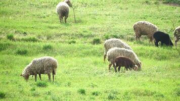 kudde van schapen begrazing in een groen groen zomer veld. weinig zwart, bruin en wit schapen zijn aan het eten gras in een weide. wollig lammeren zwerven samen, dieren geproduceerd voor vlees. landelijk dorp landbouw video