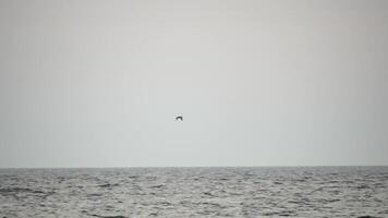 Kormorane Herde fliegend im Formation zu speichern Energie. Herde von großartig Kormorane - - Phalacrocorax Kohle. Schule von schwarz wandernd Vögel fliegt im wolkig Himmel Über das Meer entlang das Küste. schleppend Bewegung. video