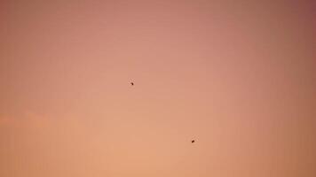 A flock of seagulls fly in warm sunset sky over the ocean. Silhouettes of seagulls flying in slow motion with the sea in the background at sunset. Evening. Nobody. Freedom concept. video