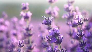 woman hand softly caresses fragrant Lavender blossoms.fields with fragrant purple flowers bloom at sunset. Organic Lavender Oil Production in Europe. Garden aromatherapy. Slow motion, close up video