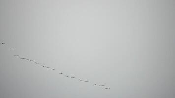 Cormorants flock flying in formation to save energy. Flock of Great Cormorants - Phalacrocorax carbo. School of black migratory birds flies in cloudy sky over the sea along the coast. Slow motion. video