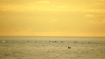 uma rebanho do gaivotas mosca pescaria e golfinhos nadar dentro a mar. caloroso pôr do sol céu sobre a oceano. silhuetas do gaivotas vôo dentro lento movimento com a mar dentro a fundo às pôr do sol. tarde. ninguém. video