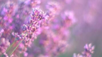 Lavender fields with fragrant purple flowers bloom at sunset. Lush lavender bushes in endless rows. Organic Lavender Oil Production in Europe. Garden aromatherapy. Slow motion, close up video