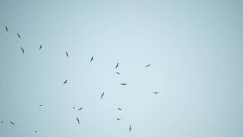 mouettes en volant dans le coucher du soleil ciel. une troupeau de le mouette des oiseaux mouches en dessous de une foncé ciel après coucher de soleil, plus de le mer le long de le rocheux côte. liberté concept video