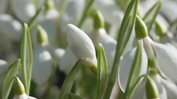 gotas de neve, flor, Primavera. branco snowdrops flor dentro jardim, cedo primavera, sinalização fim do inverno. video