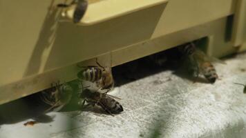 Bees, pollen, hive - Close-up view of bees with colorful pollen on legs near beehive entrance, slow motion, pollination process in nature. Apis mellifera video