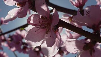 A close up of a pink flower peach tree spring bloom. video