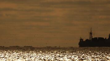 astratto mare oceano tramonto natura sfondo con gabbiani e pesca barca trawler catture pesce mentre andare in barca su mare a orizzonte nel distanza vela per catturare scuola di pesce su calma mare superficie nel estate. video