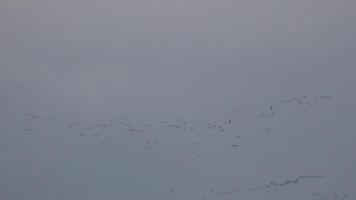 Cormorants flock flying in formation to save energy. Flock of Great Cormorants - Phalacrocorax carbo. School of black migratory birds flies in cloudy sky over the sea along the coast. Slow motion video